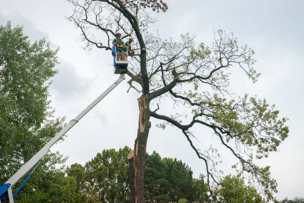 Seasonal Cleanup (Spring/Fall) in Lawrenceville, NJ